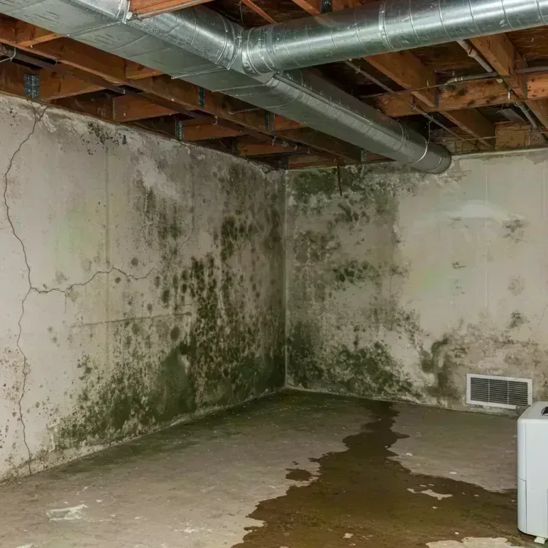 Professional Mold Removal in Clay City, KY